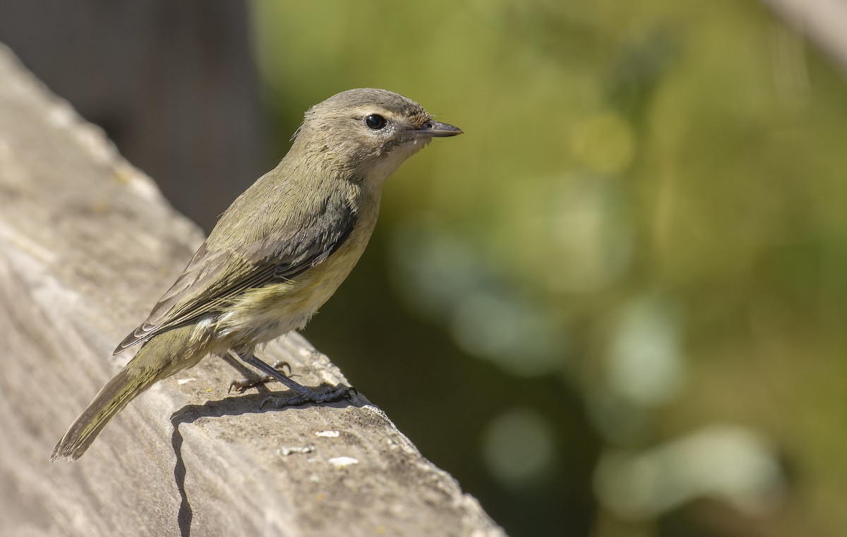 Warbling Vireo - ML496596081