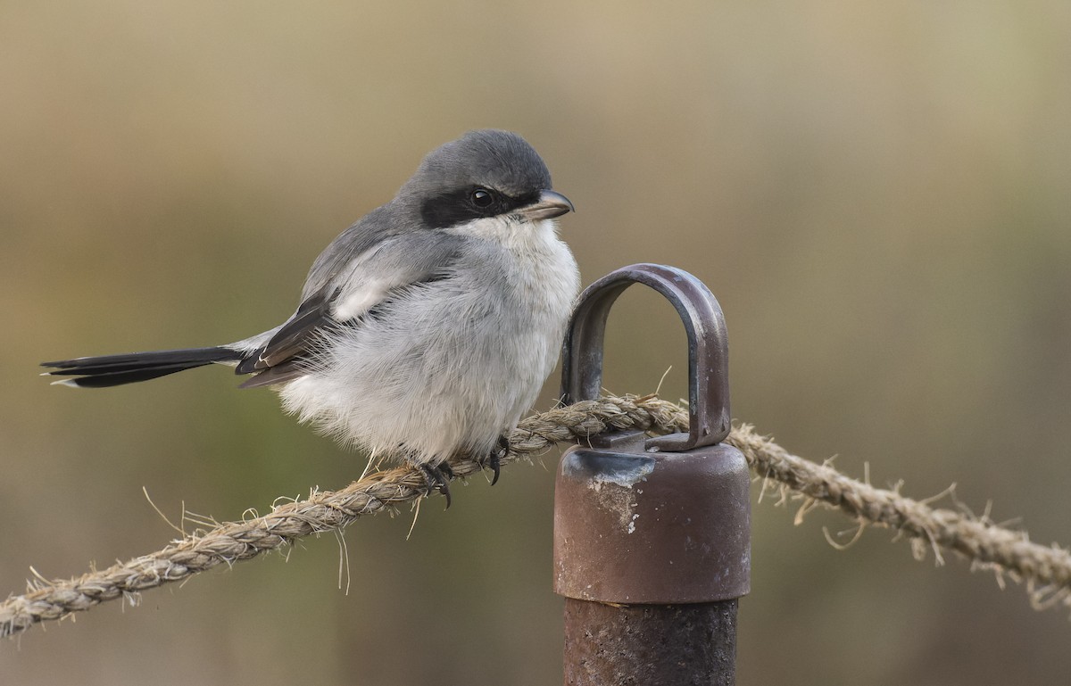 Loggerhead Shrike - ML496596111