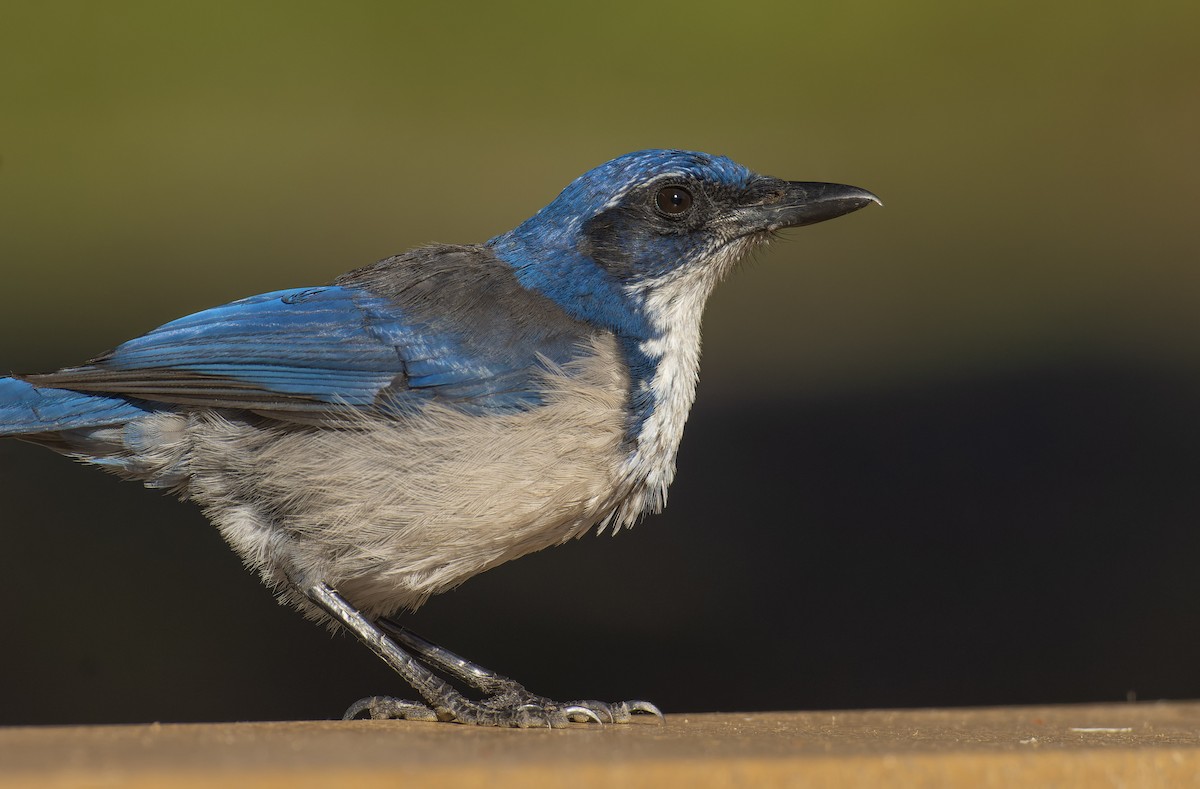 Island Scrub-Jay - ML496596161