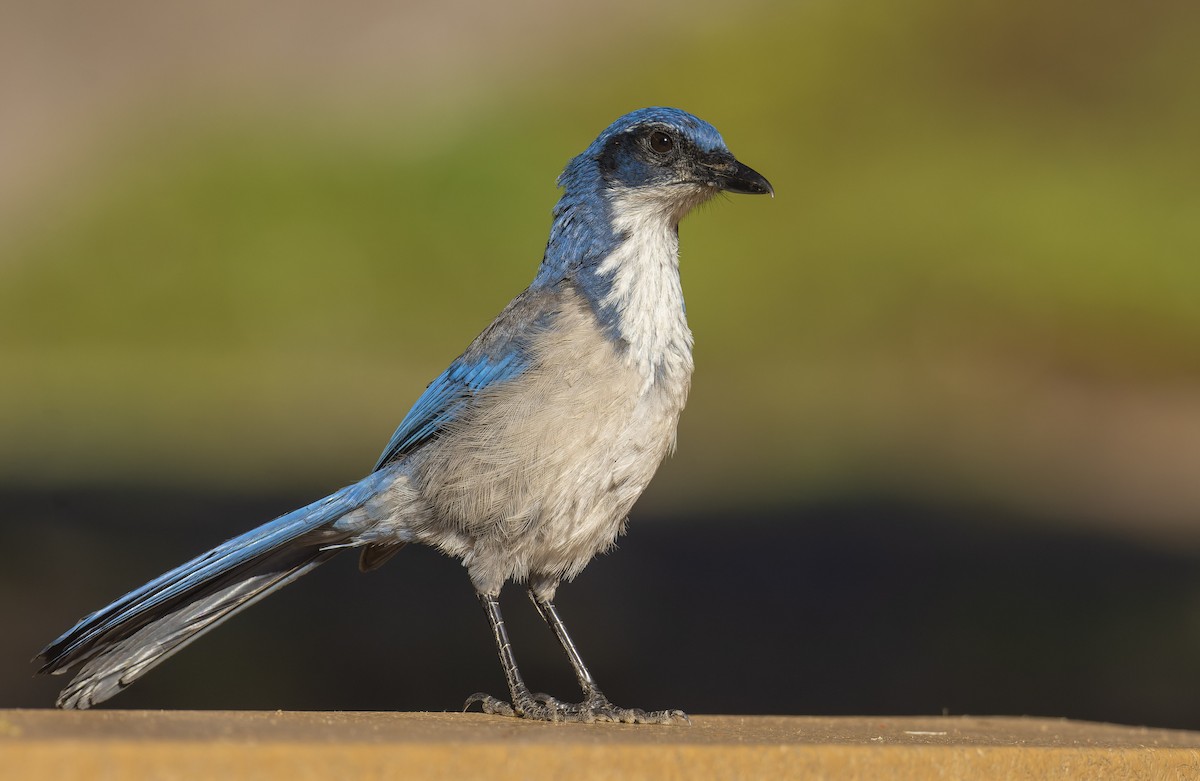 Island Scrub-Jay - ML496596181