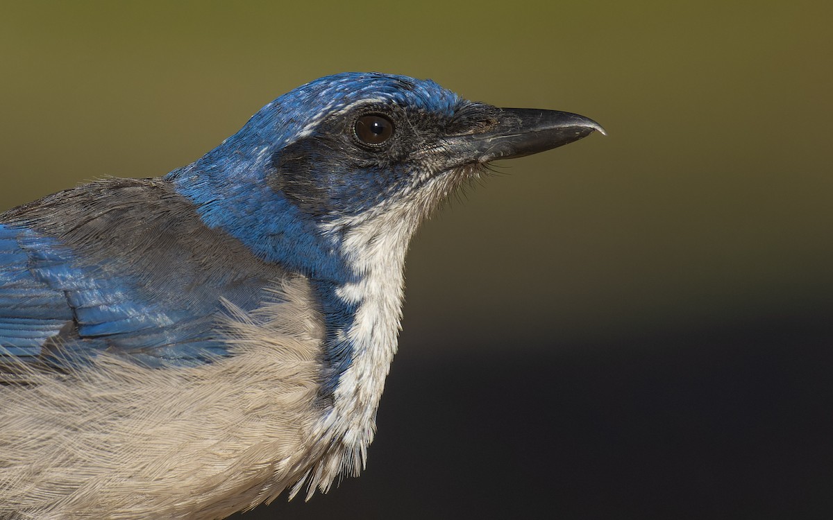 Island Scrub-Jay - ML496596231