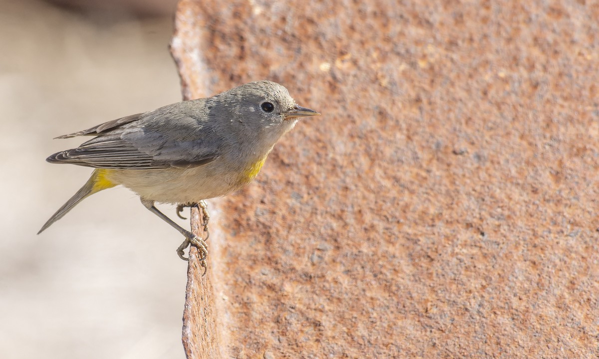 Virginia's Warbler - ML496596551