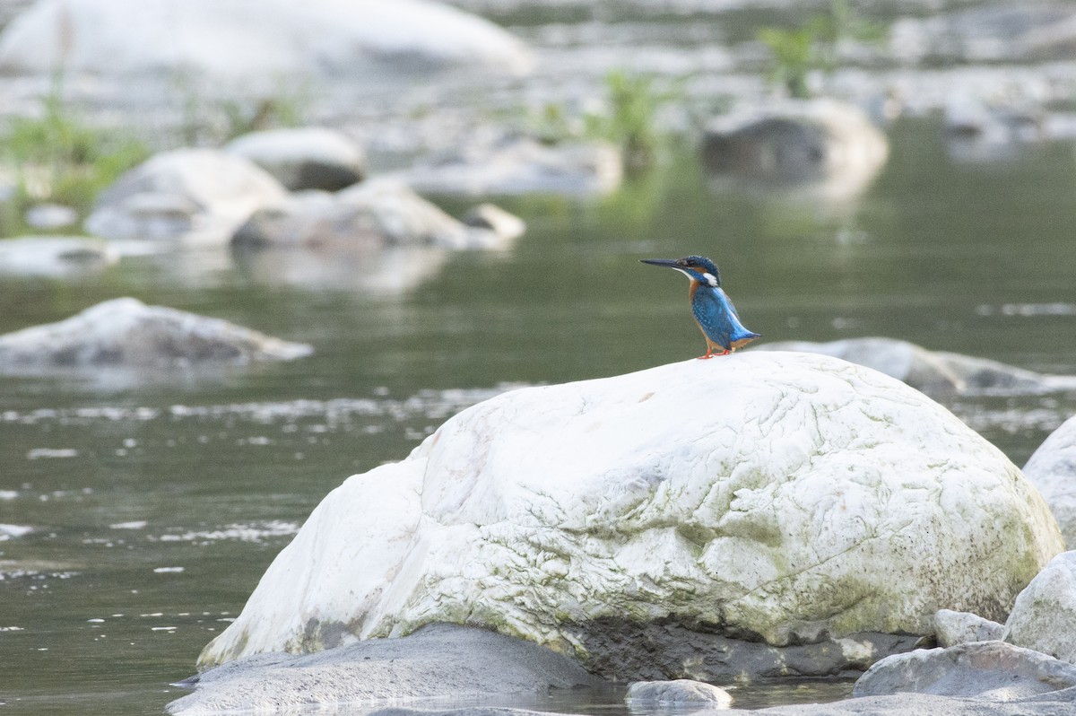 Common Kingfisher - ML496597541