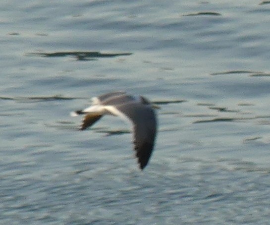 Black-tailed Gull - ML496597941
