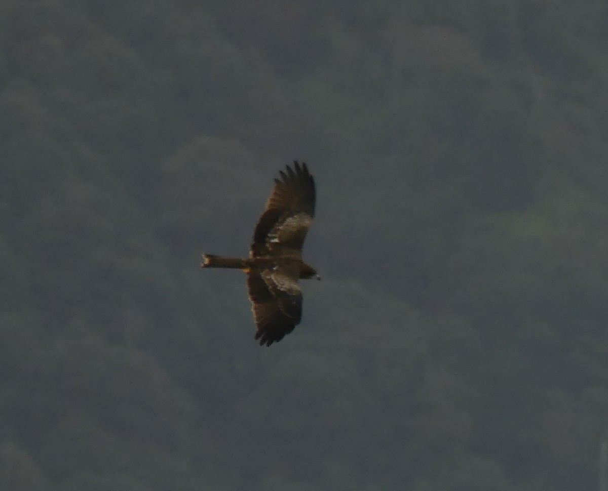 Black Kite - ML496598491