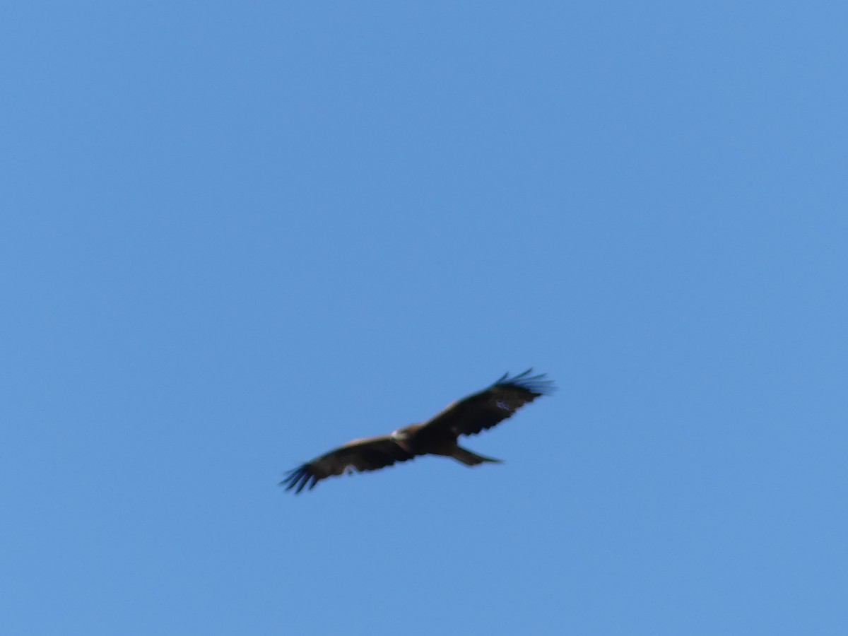 Black Kite - ML496598501