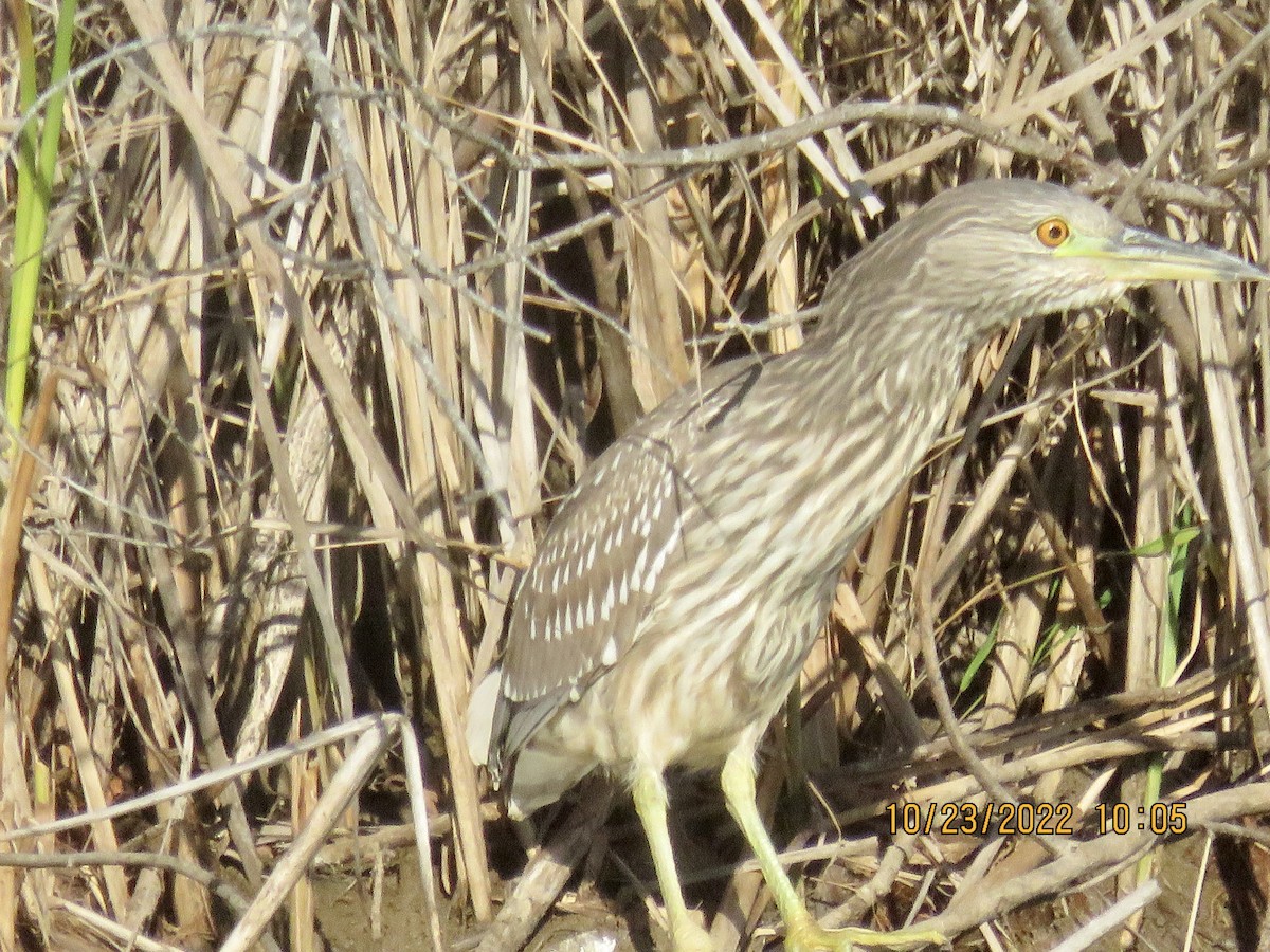 Black-crowned Night Heron - ML496599331