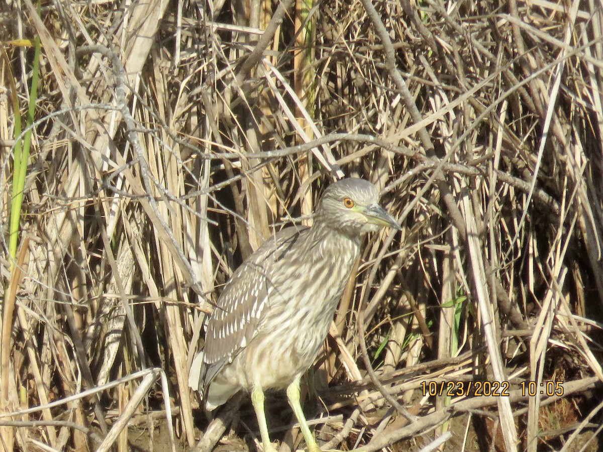 Black-crowned Night Heron - ML496599341