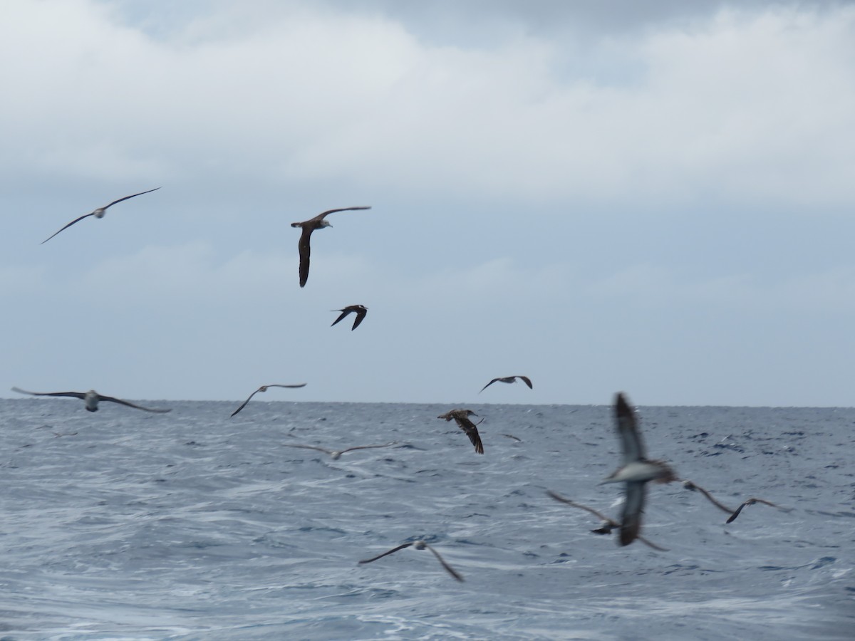 Sooty Tern - 俞君 周