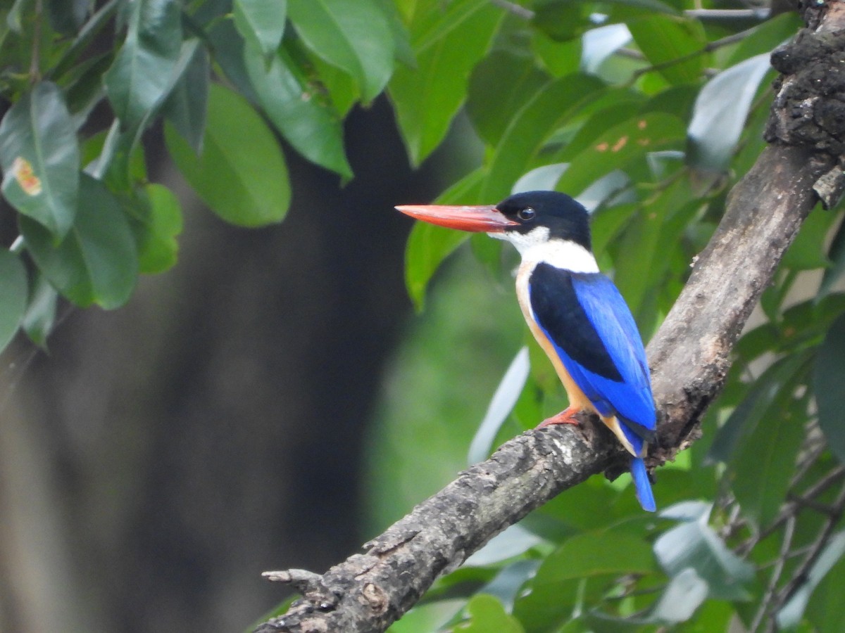 Black-capped Kingfisher - ML496600521