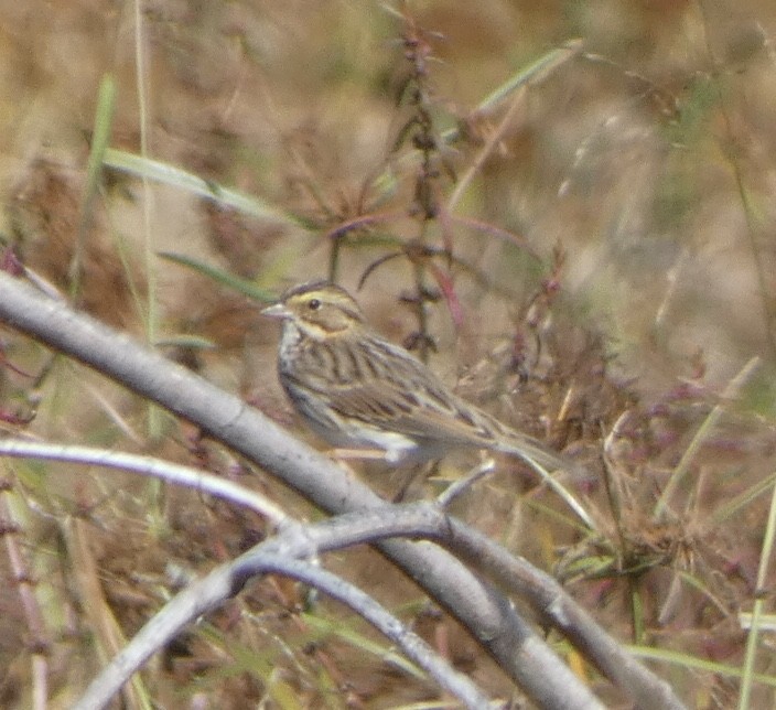 Savannah Sparrow - ML496601161