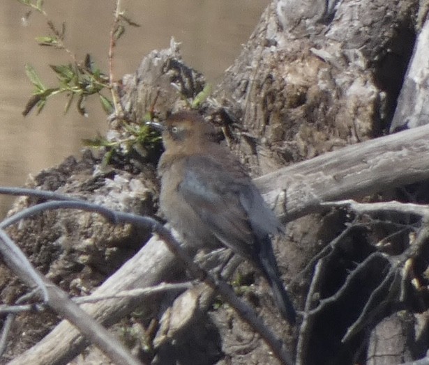 Rusty Blackbird - ML496601241