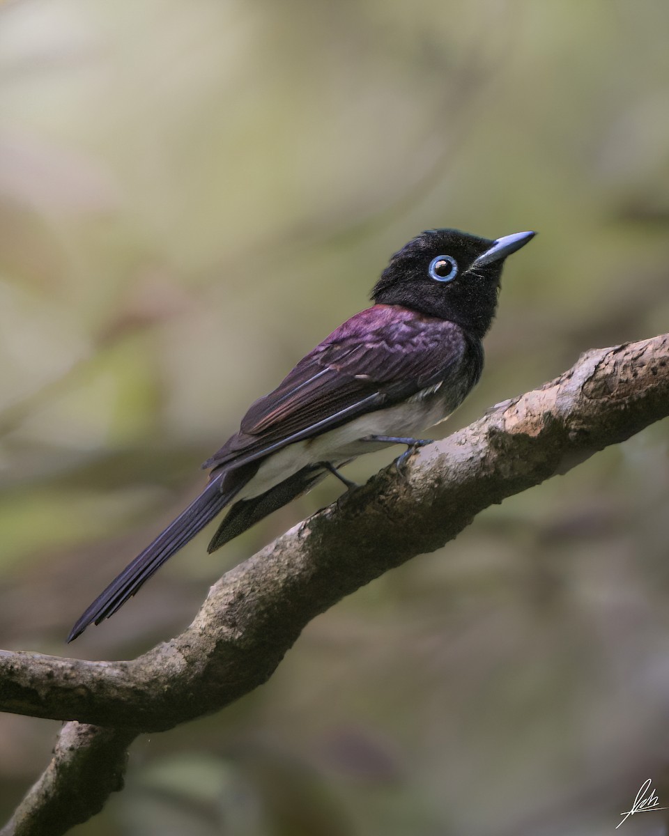 Black Paradise-Flycatcher - ML496601491