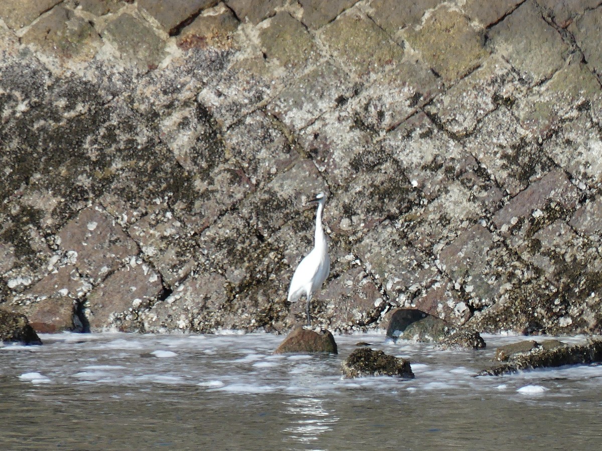 Little Egret - ML496602291