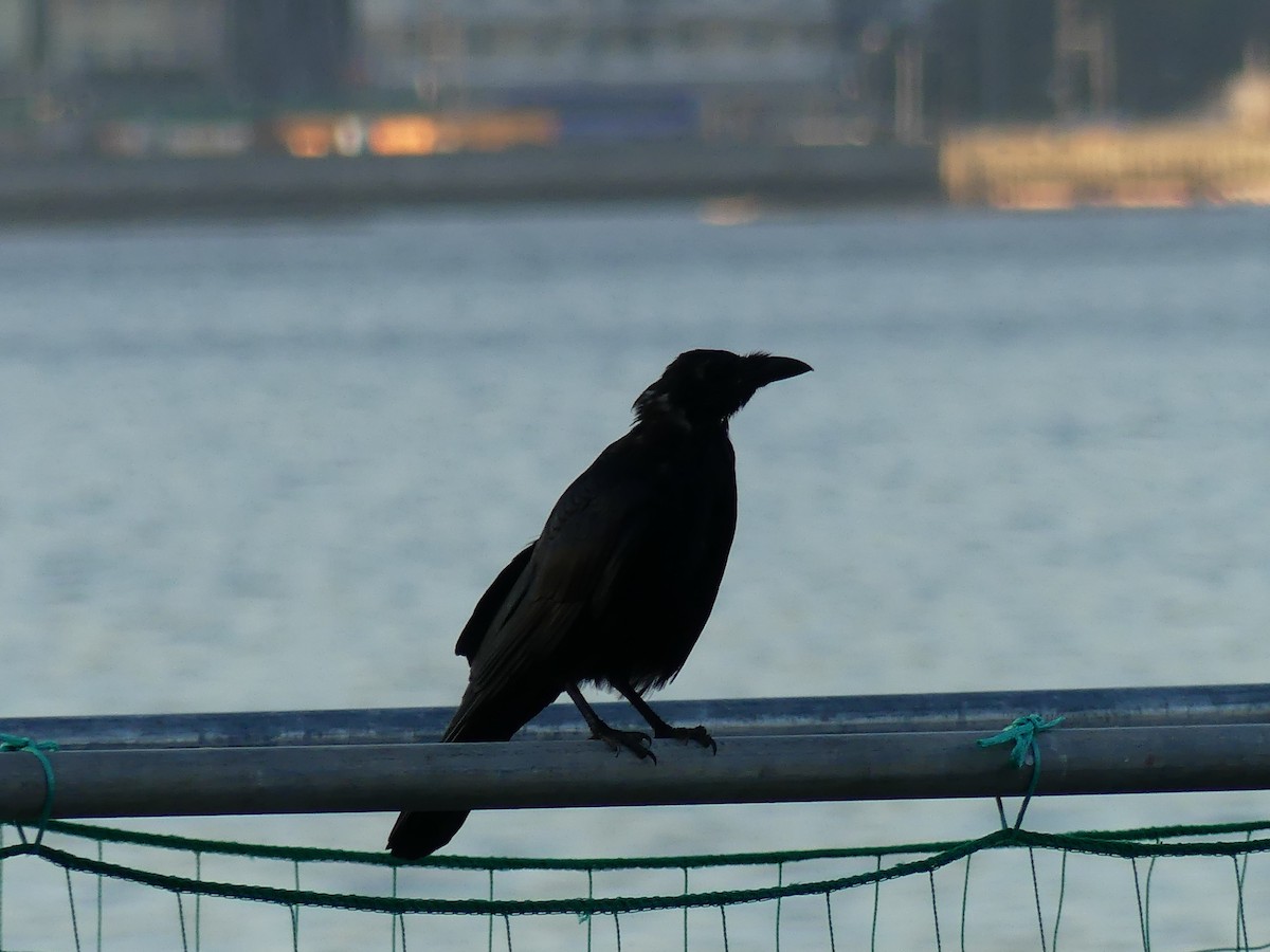 Carrion Crow - ML496602701