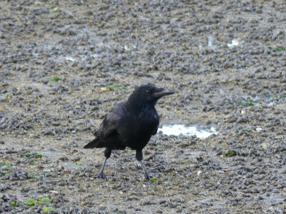 Carrion Crow - ML496602711