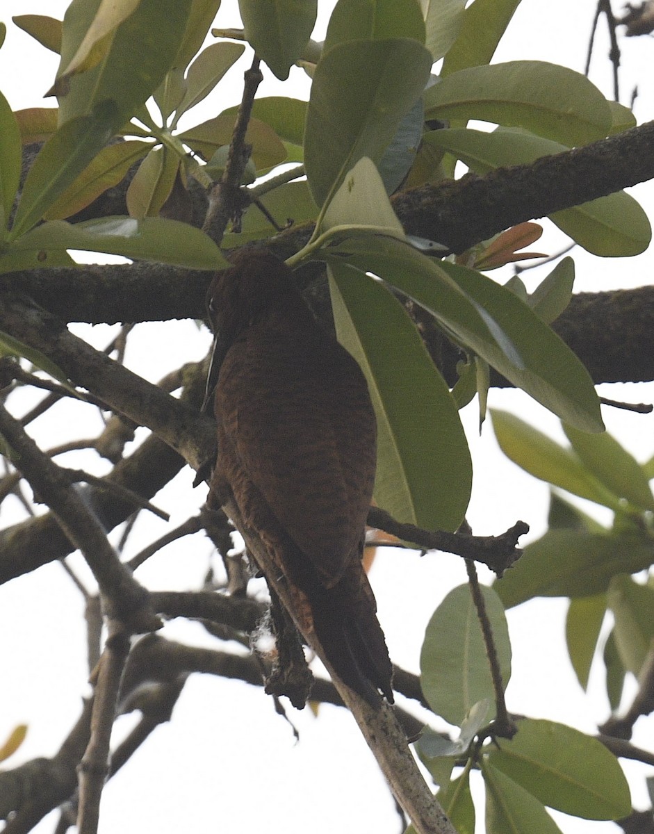 Rufous Woodpecker - ML496603201