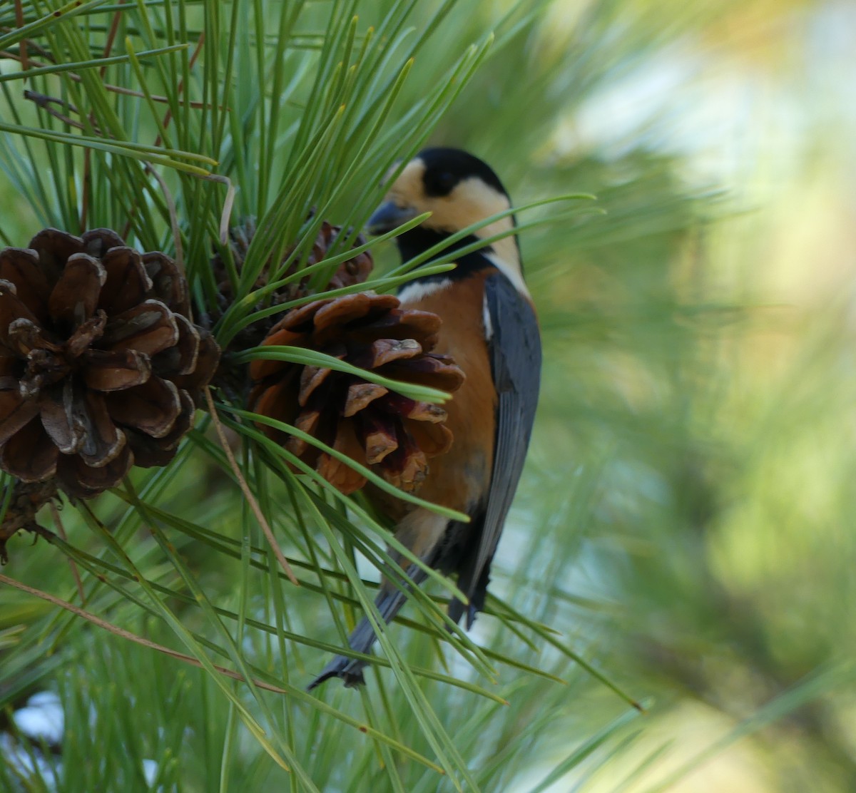 Varied Tit - ML496603231
