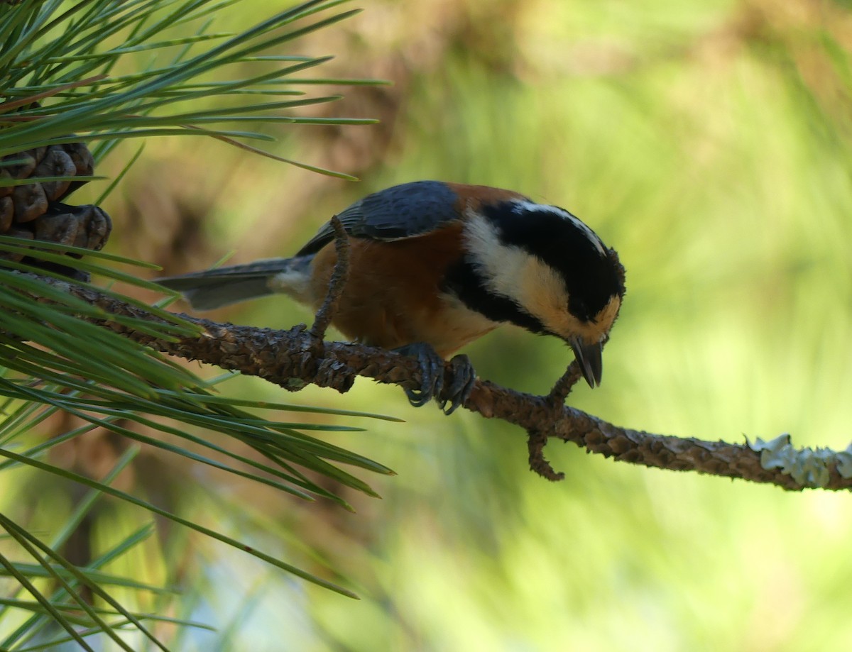 Varied Tit - ML496603241