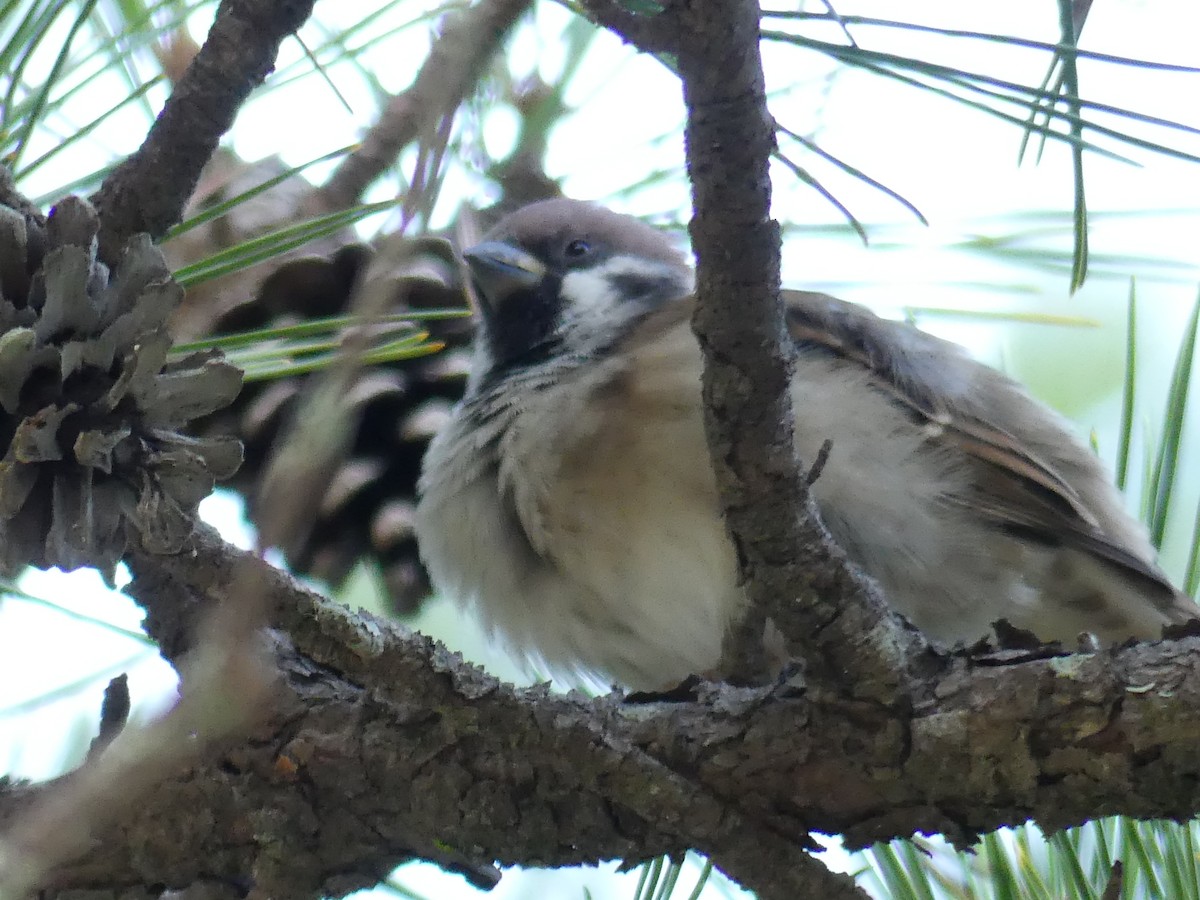 Eurasian Tree Sparrow - ML496603391