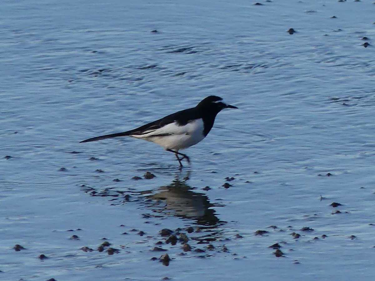 Japanese Wagtail - ML496603551