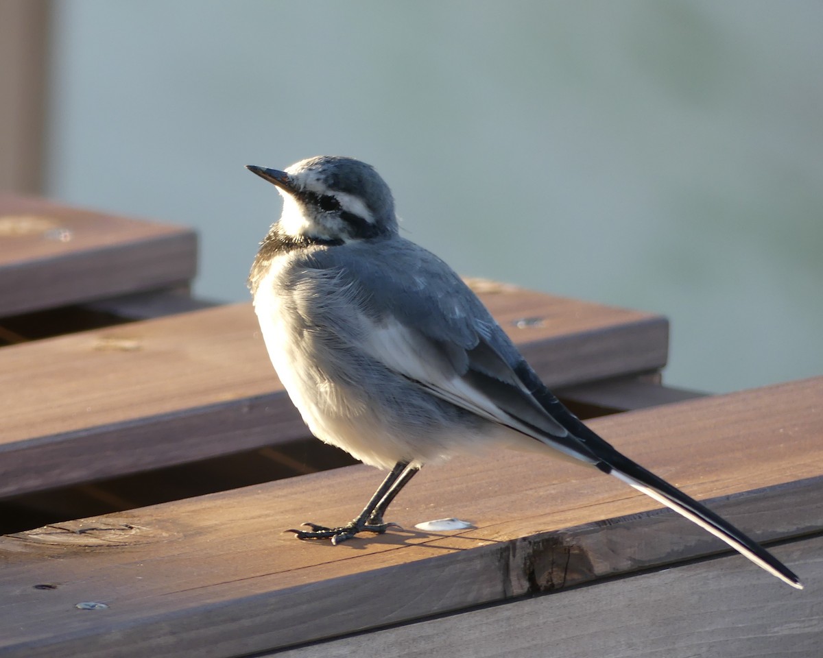 White Wagtail - ML496603561
