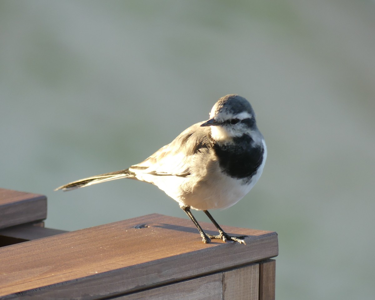 White Wagtail - ML496603581