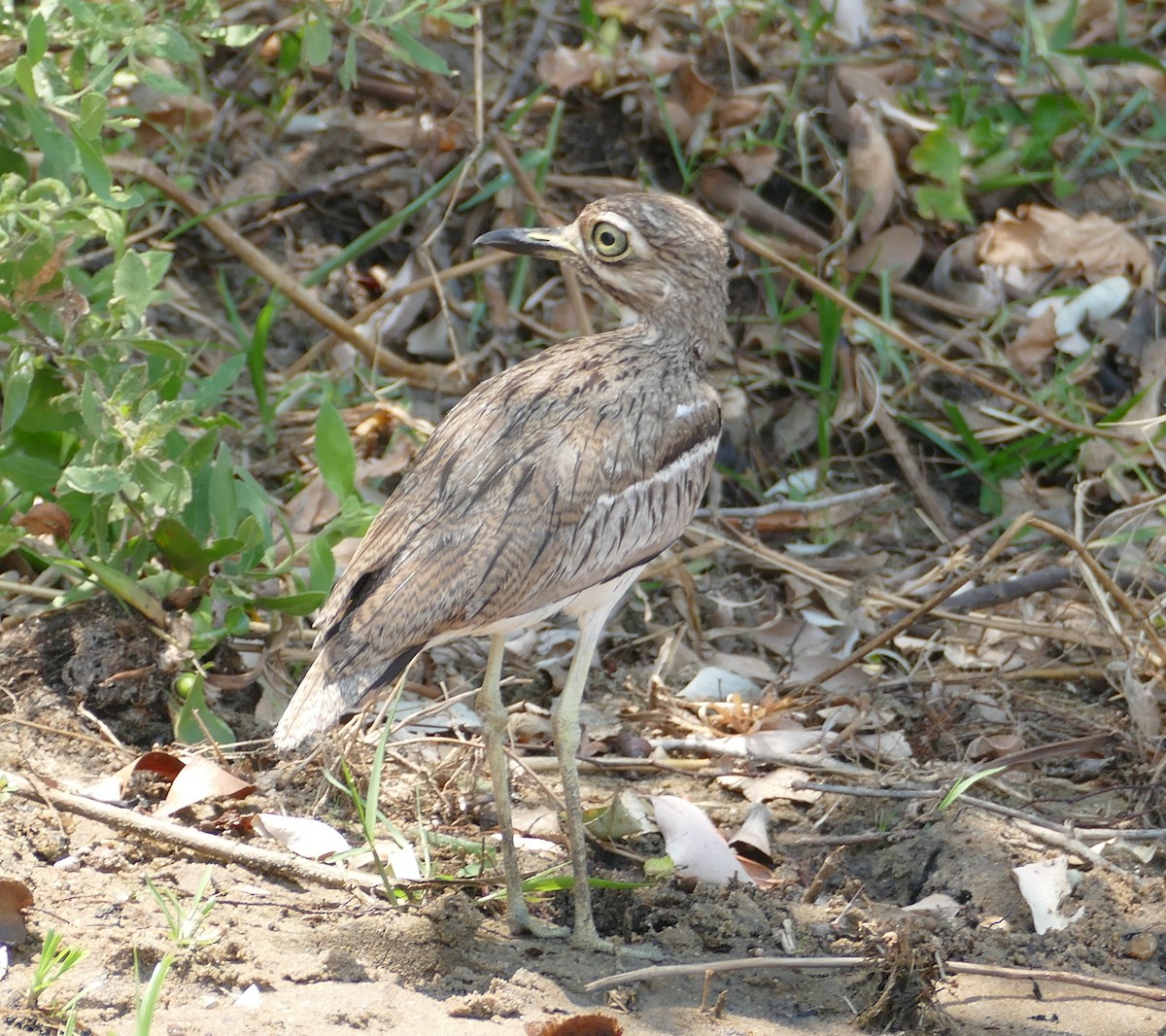 Oedicnème vermiculé - ML496603641