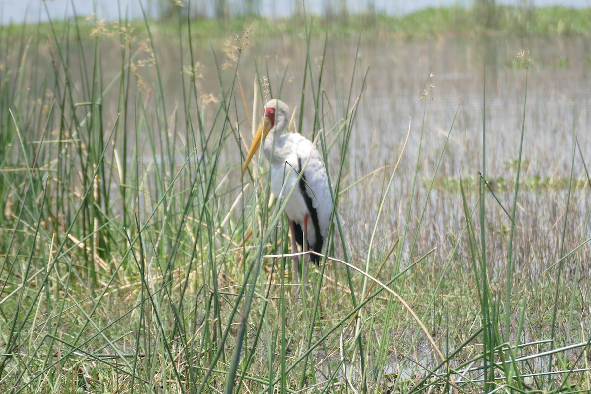 Yellow-billed Stork - ML496604551