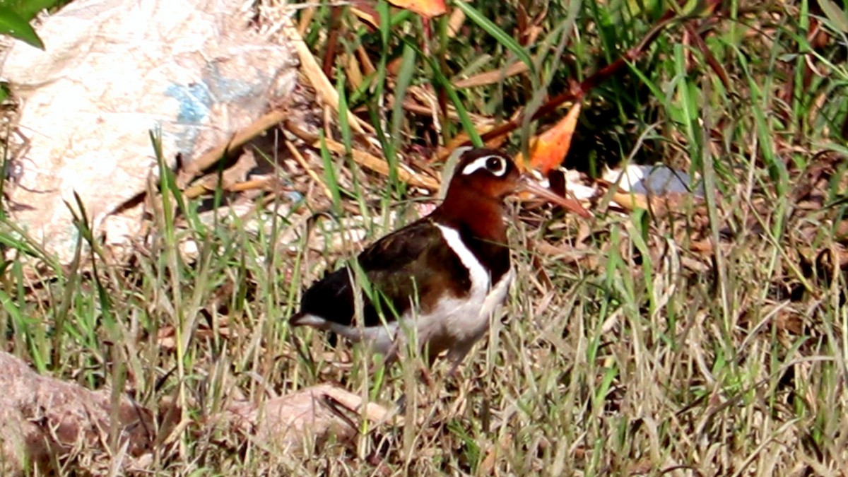 Greater Painted-Snipe - Ismael Khalifa