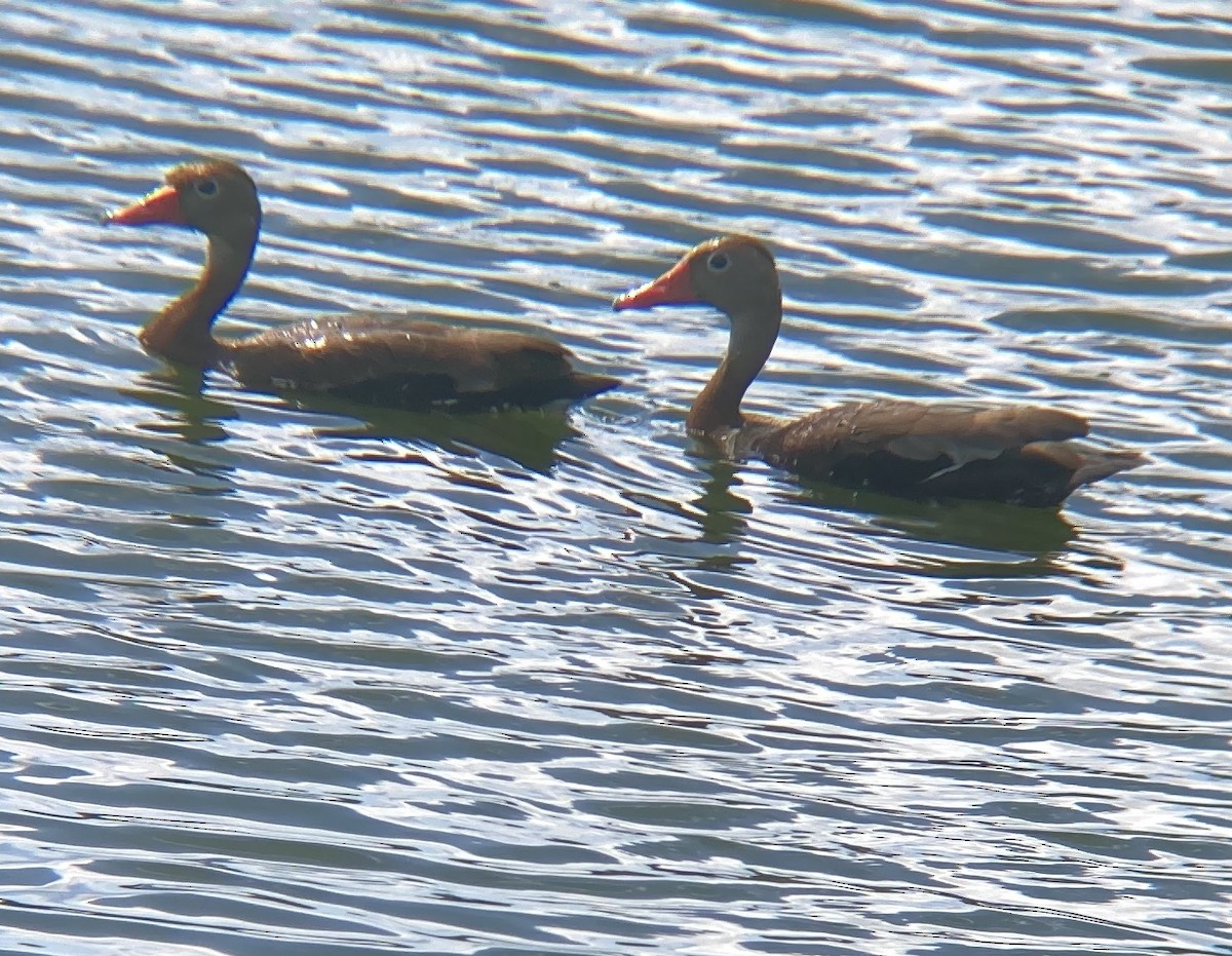 Black-bellied Whistling-Duck - ML496607631