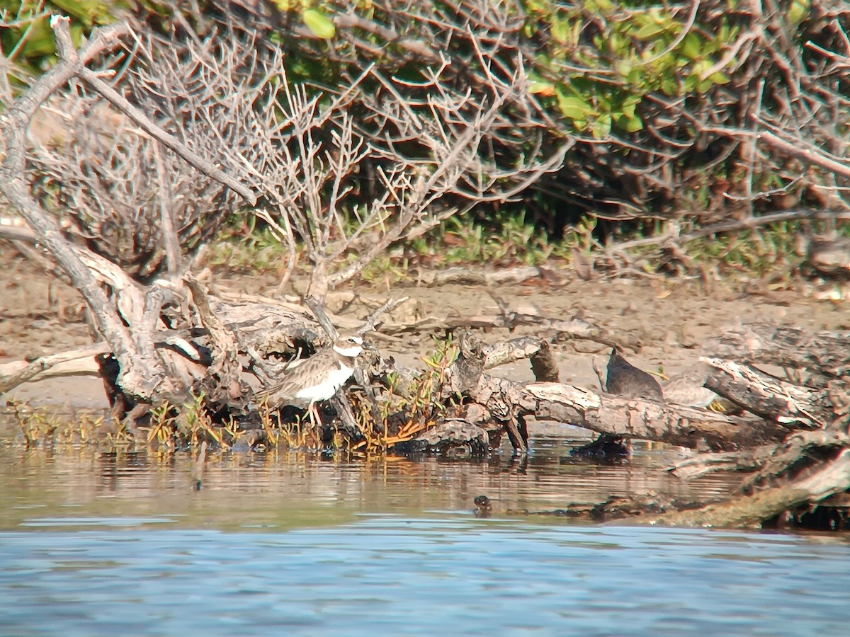 Wilson's Plover - ML496608001