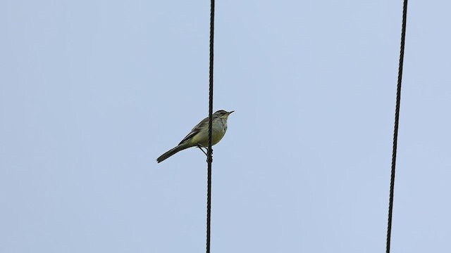 Western Yellow Wagtail - ML496608551