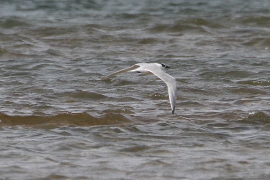 Sandwich Tern - ML496608951