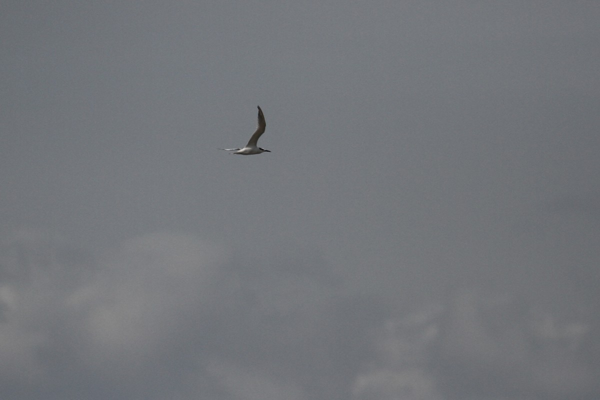 Sandwich Tern - ML496608961