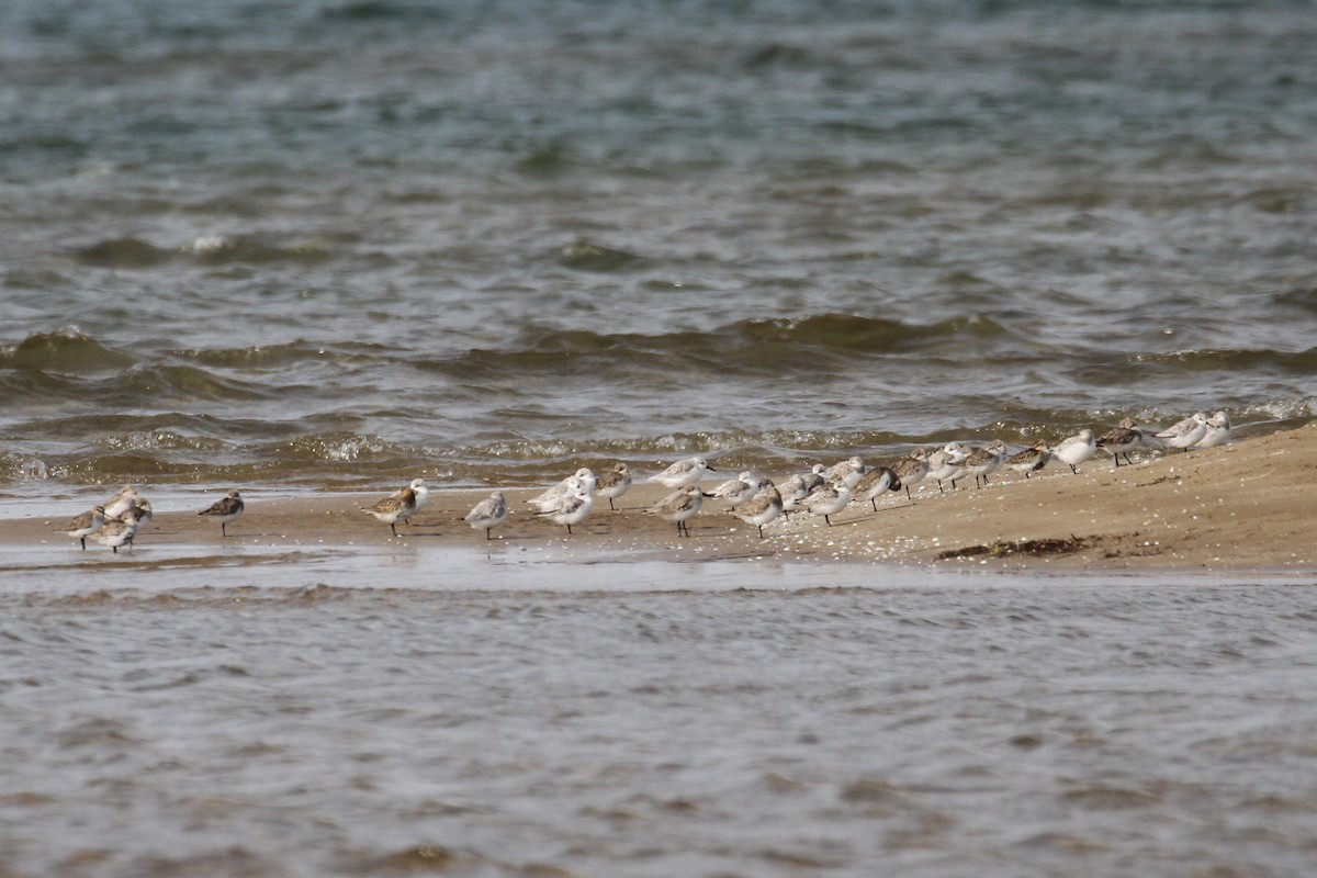 Sanderling - Oscar Campbell