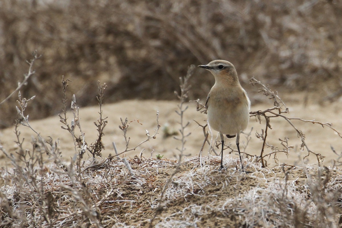 Northern Wheatear - ML496609451