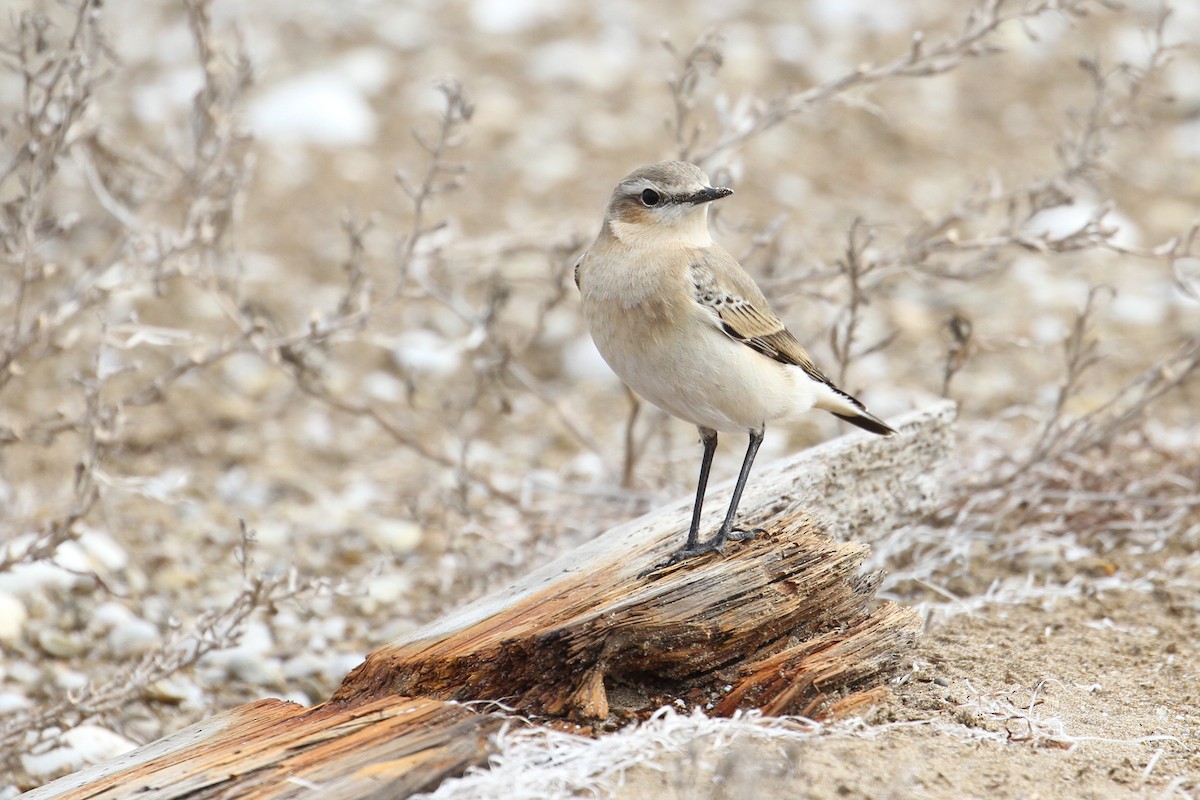 Northern Wheatear - ML496609461