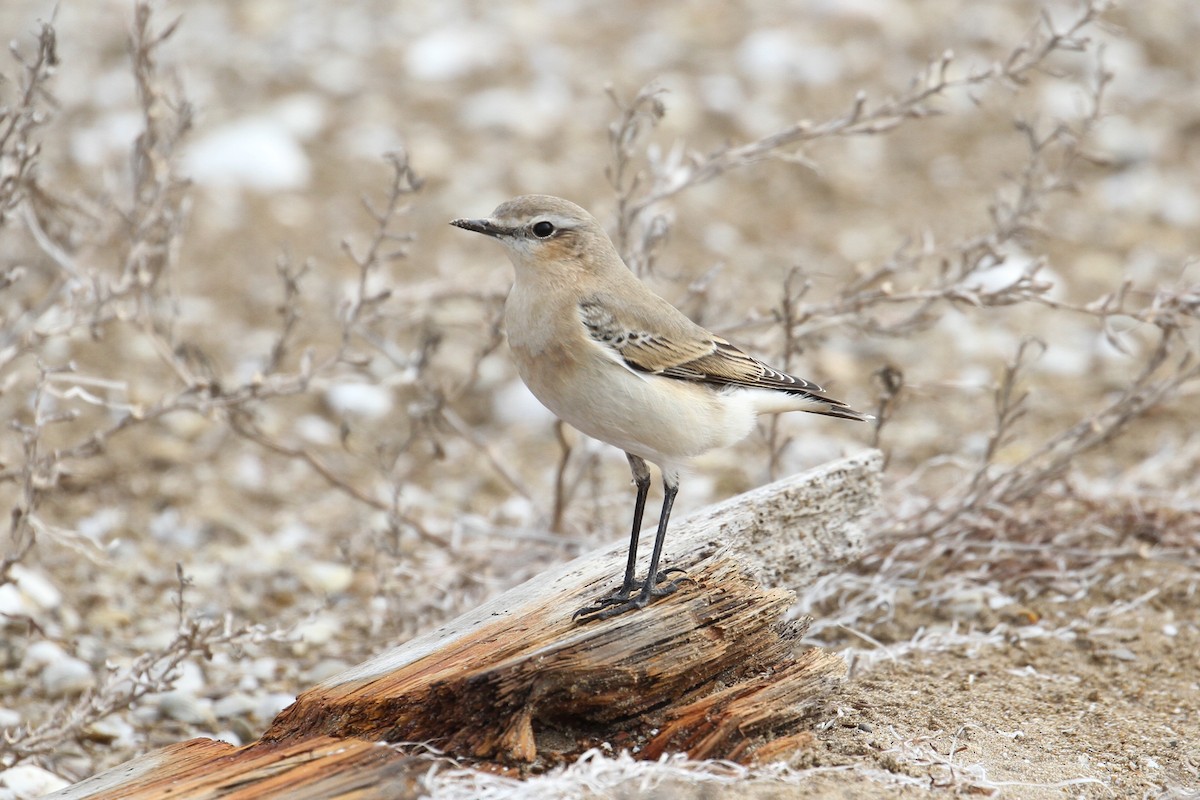 Northern Wheatear - ML496609471