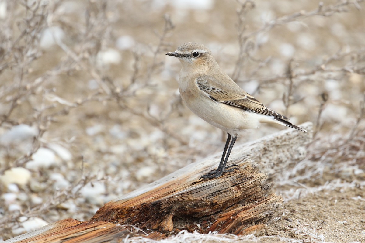 Northern Wheatear - ML496609481