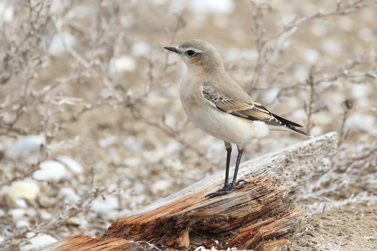 Northern Wheatear - ML496609491