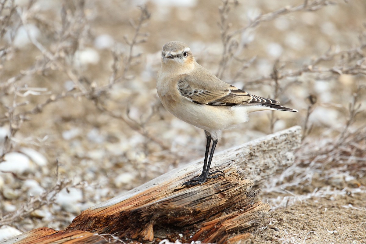 Northern Wheatear - ML496609501