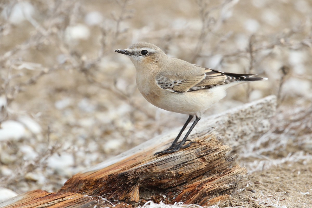 Northern Wheatear - ML496609511