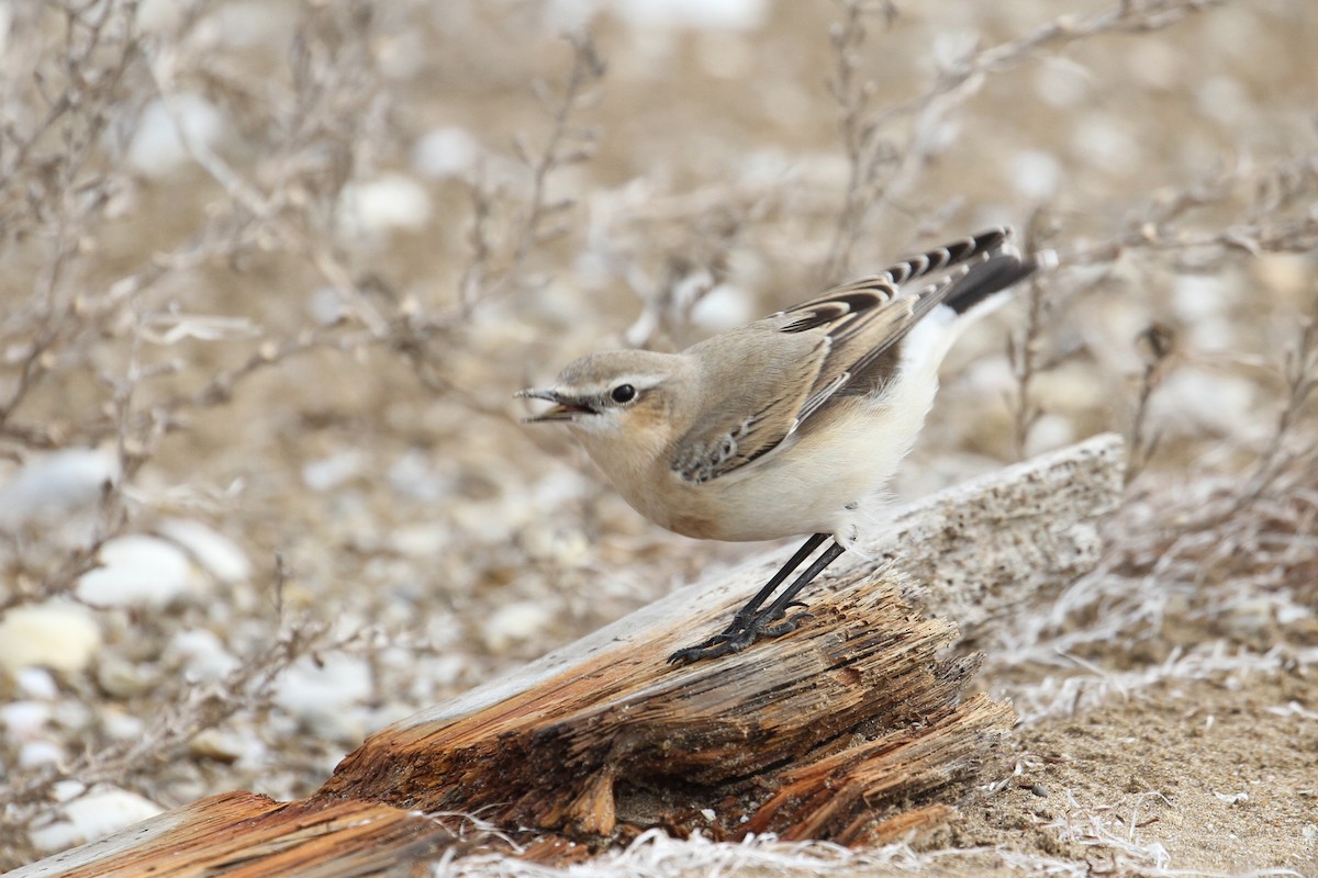 Northern Wheatear - ML496609521