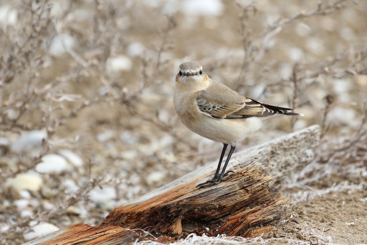 Northern Wheatear - ML496609531