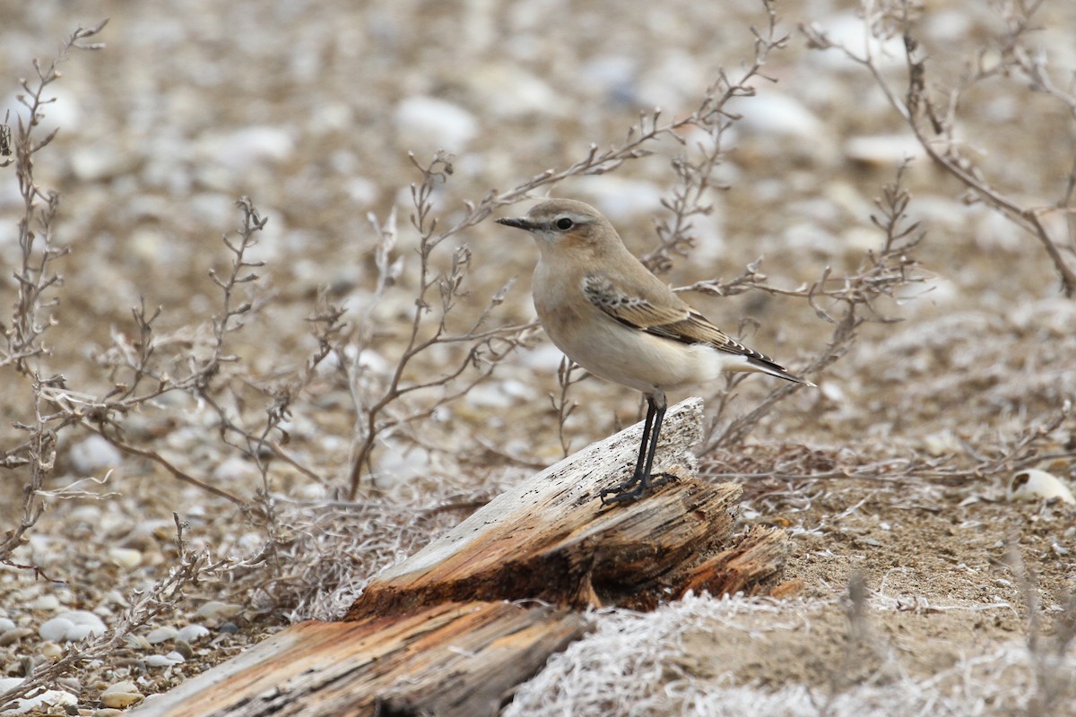 Northern Wheatear - ML496609541