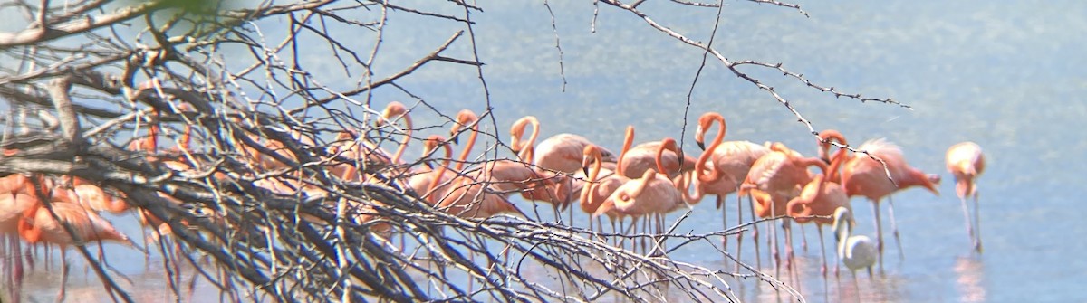 American Flamingo - ML496610001
