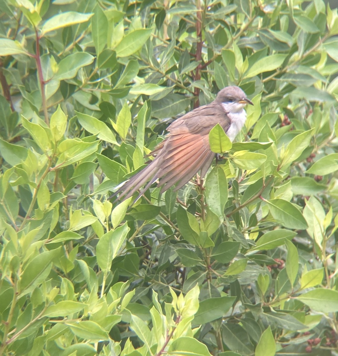 Yellow-billed Cuckoo - ML496610081