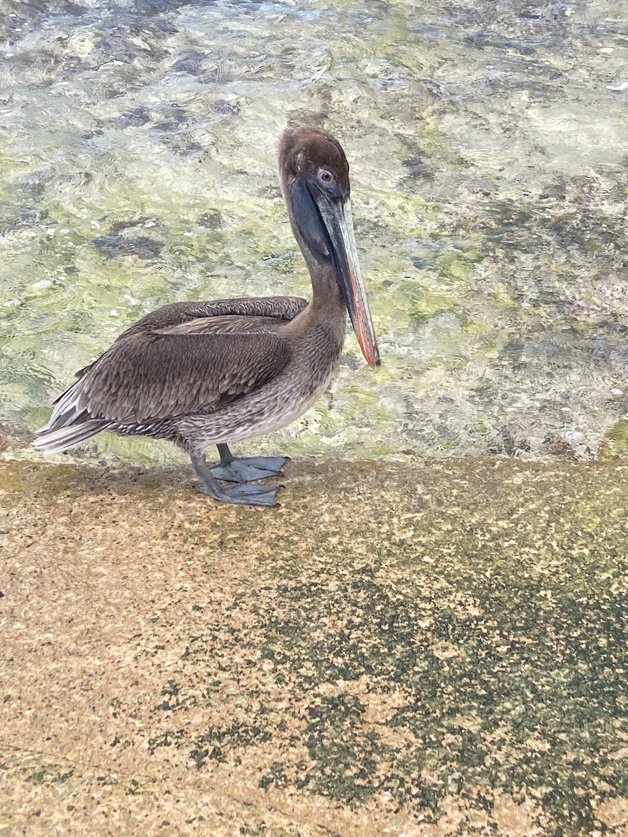 Brown Pelican - ML496610151