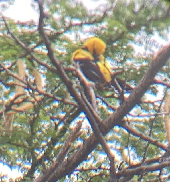 Yellow Oriole - ML496610211